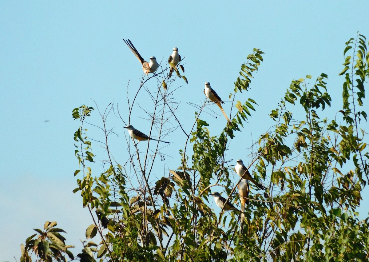 Scherenschwanz-Königstyrann - ML644040592