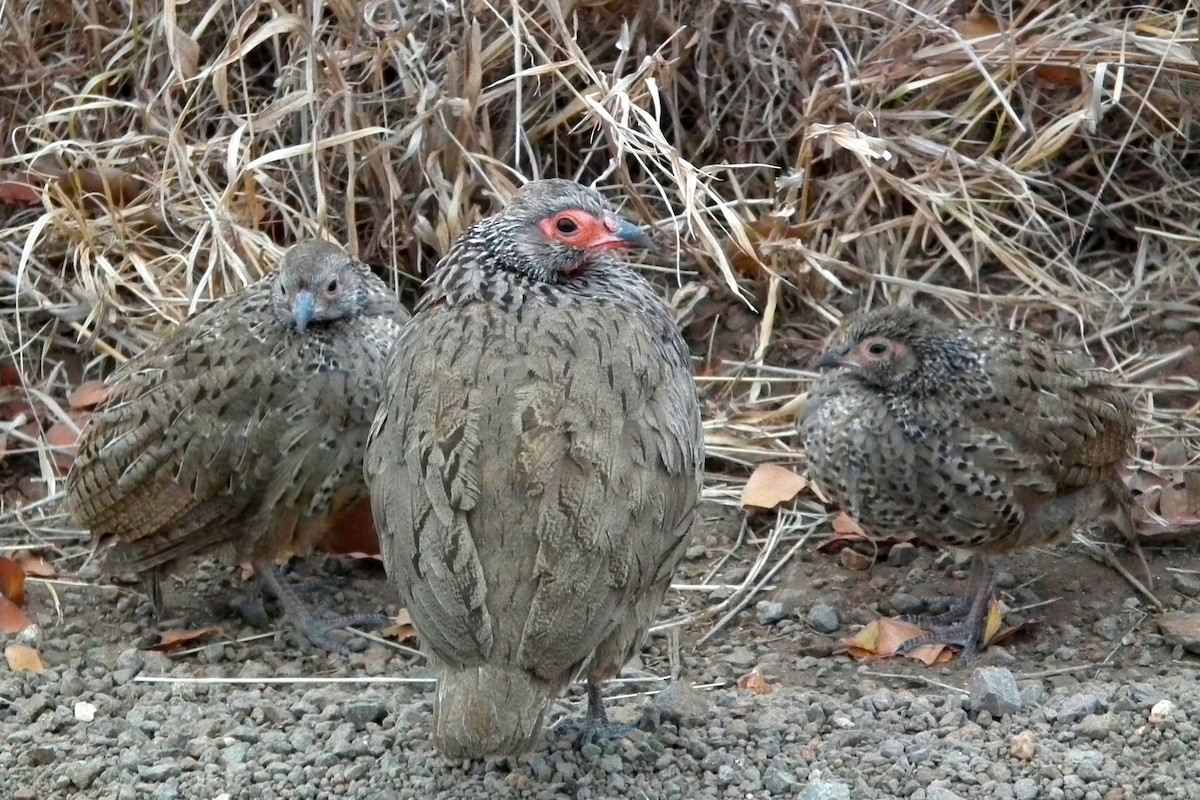 Swainson's Spurfowl - ML644040598