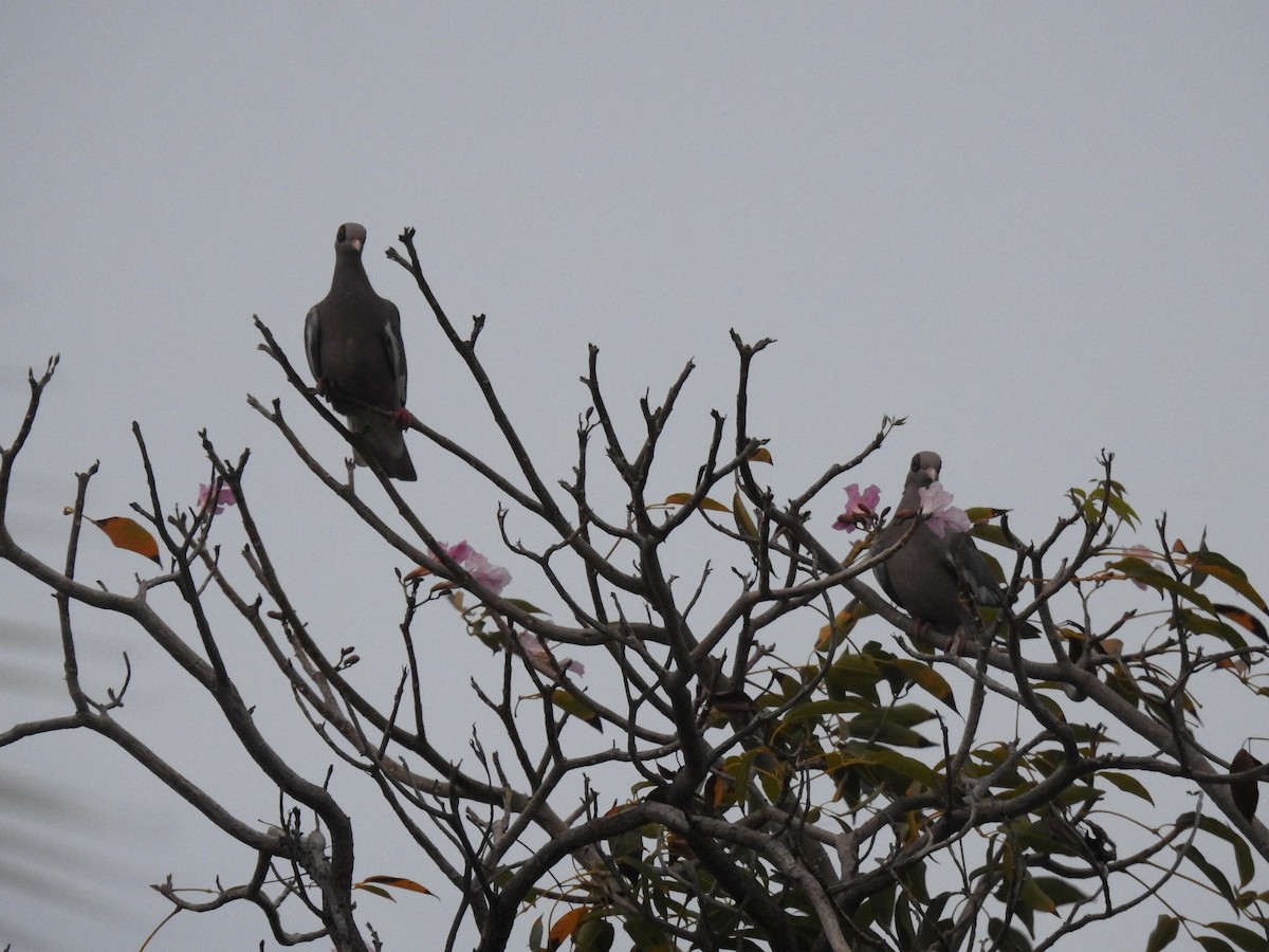 Bare-eyed Pigeon - ML644040600