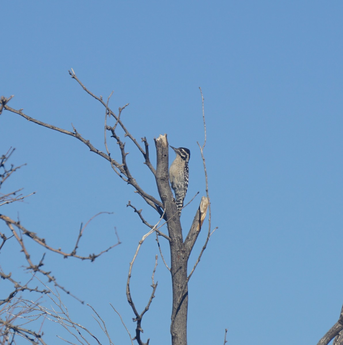 Ladder-backed Woodpecker - ML644040602