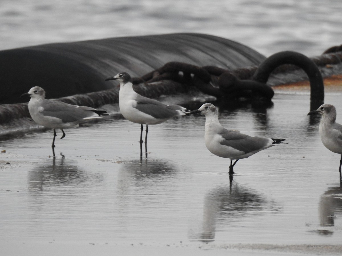 Laughing Gull - ML644040608