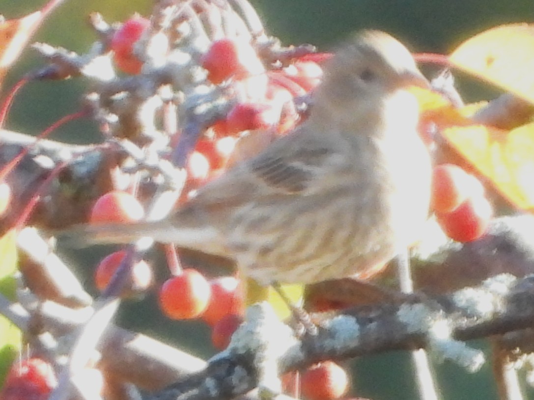 House Finch - ML644040609