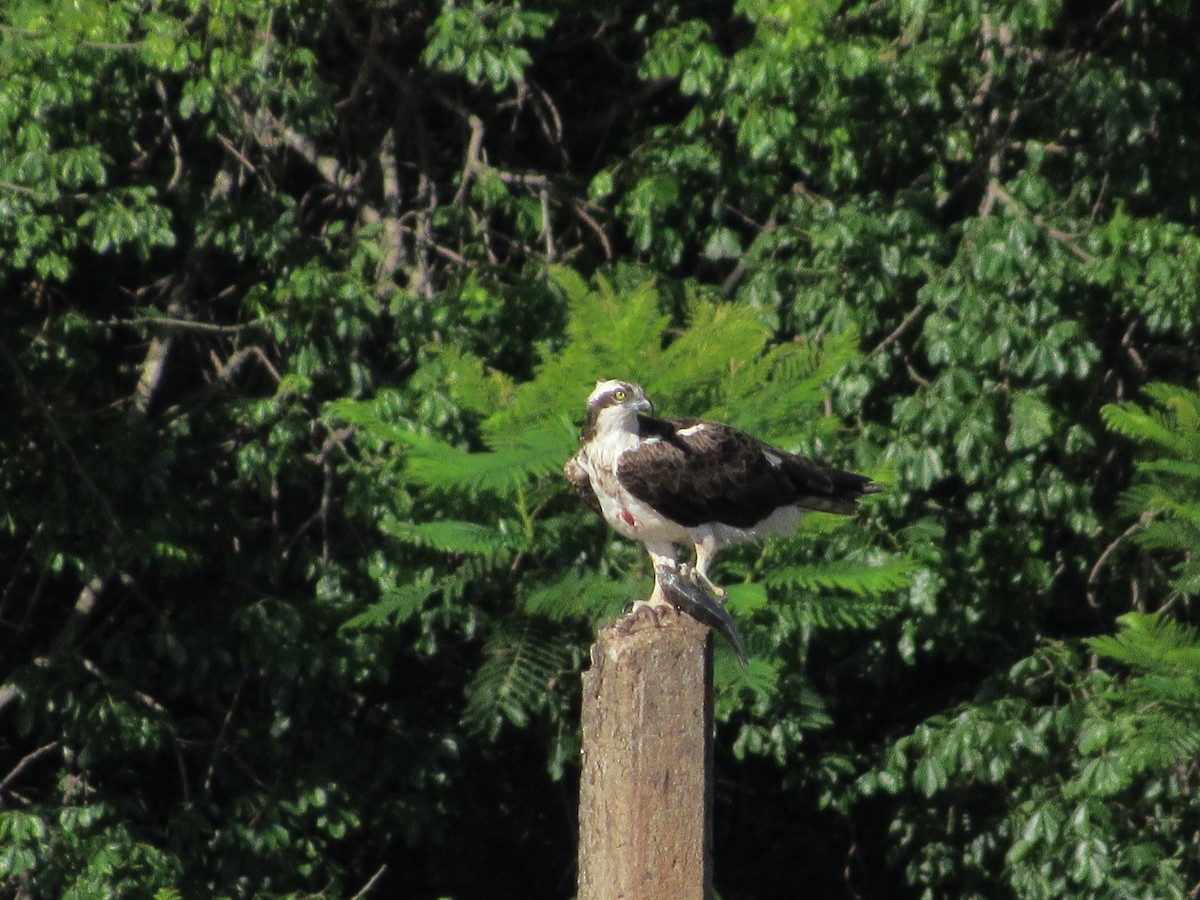 Osprey - ML644040610