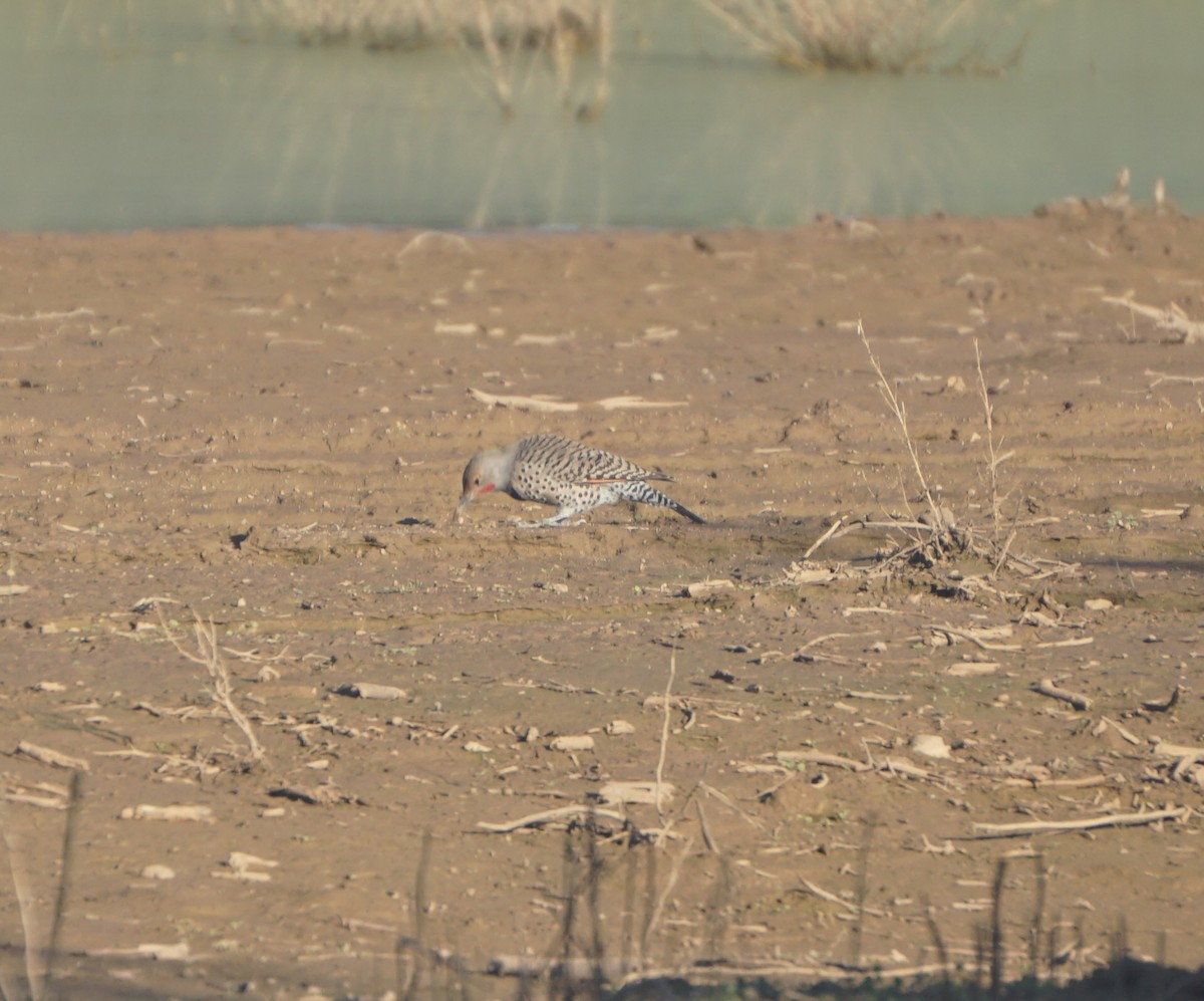 Northern Flicker (Red-shafted) - ML644040611