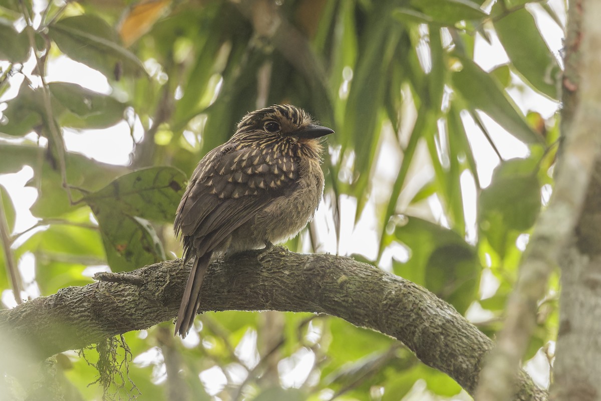 Crescent-chested Puffbird - ML644040613