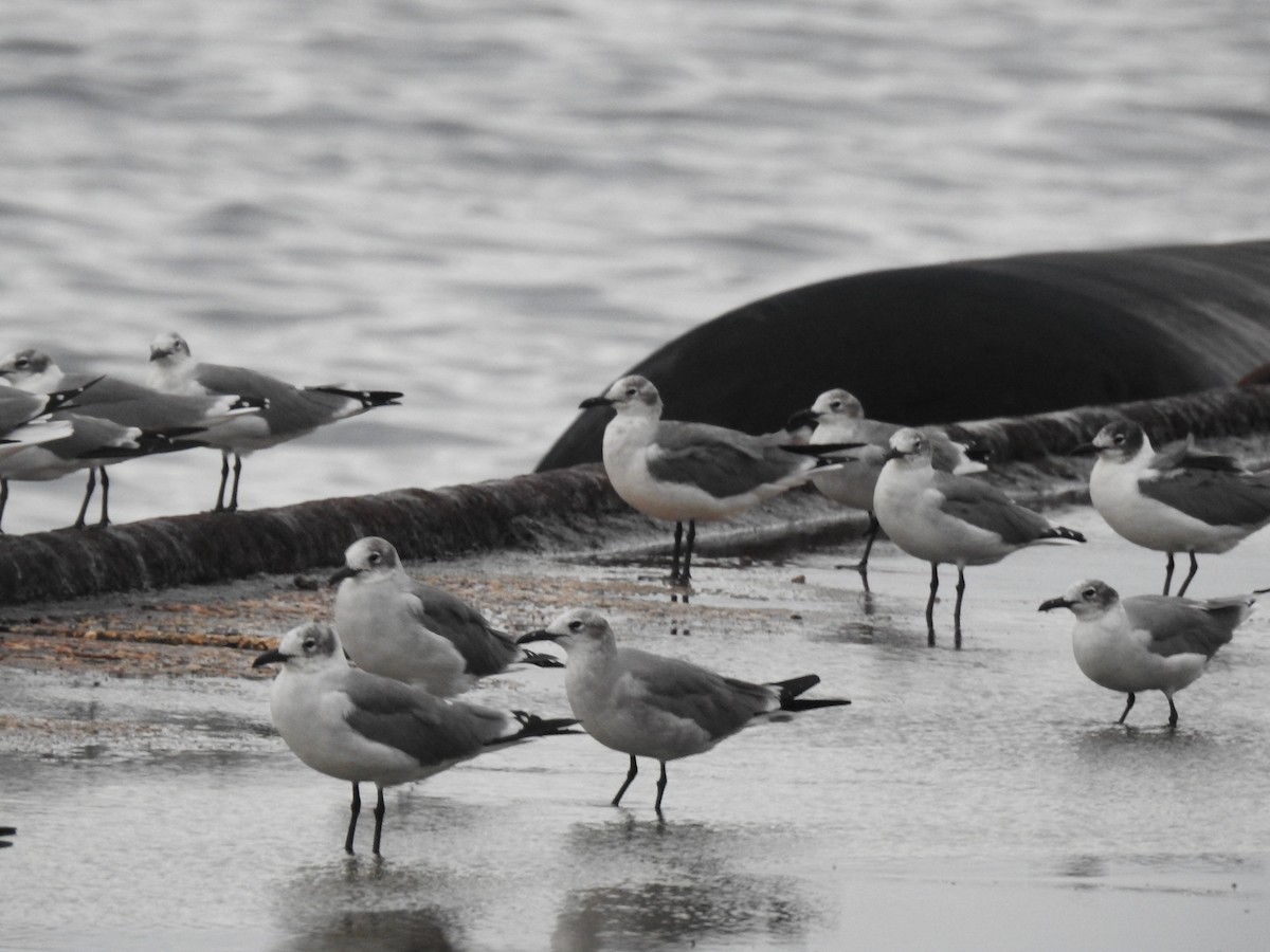 Laughing Gull - ML644040614