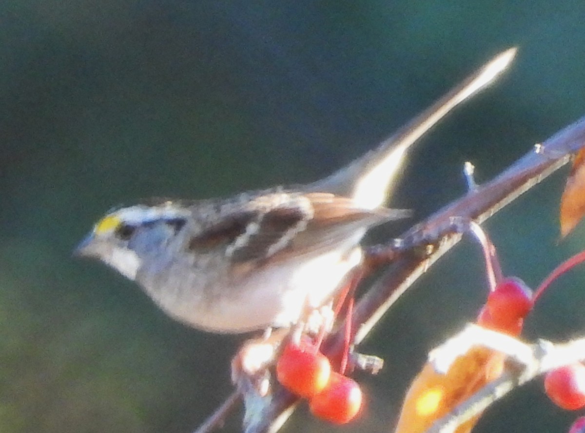 White-throated Sparrow - ML644040616