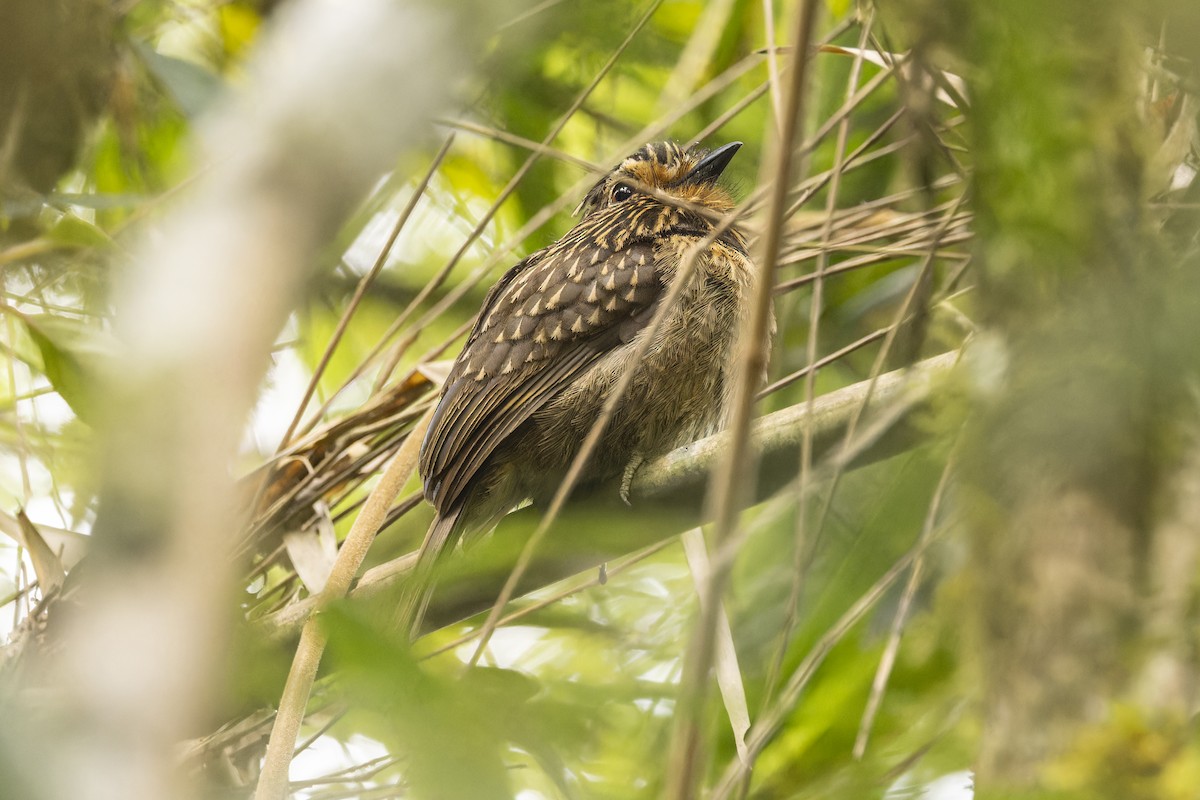 Crescent-chested Puffbird - ML644040617