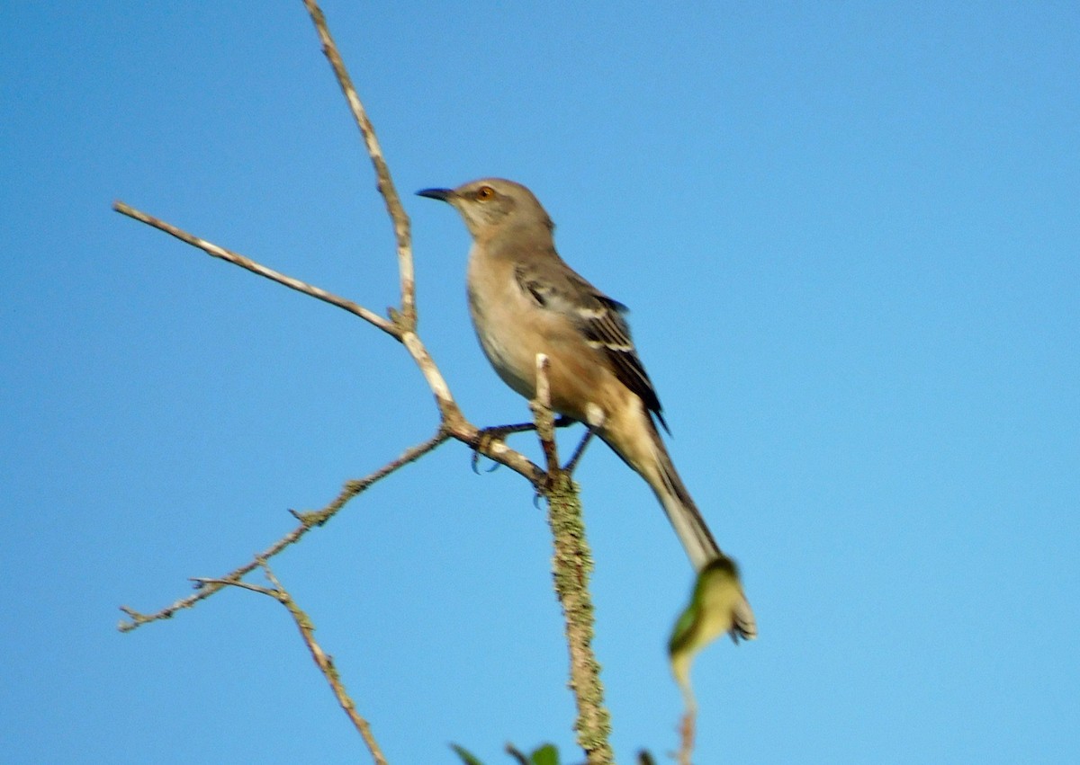 Northern Mockingbird - ML644040618