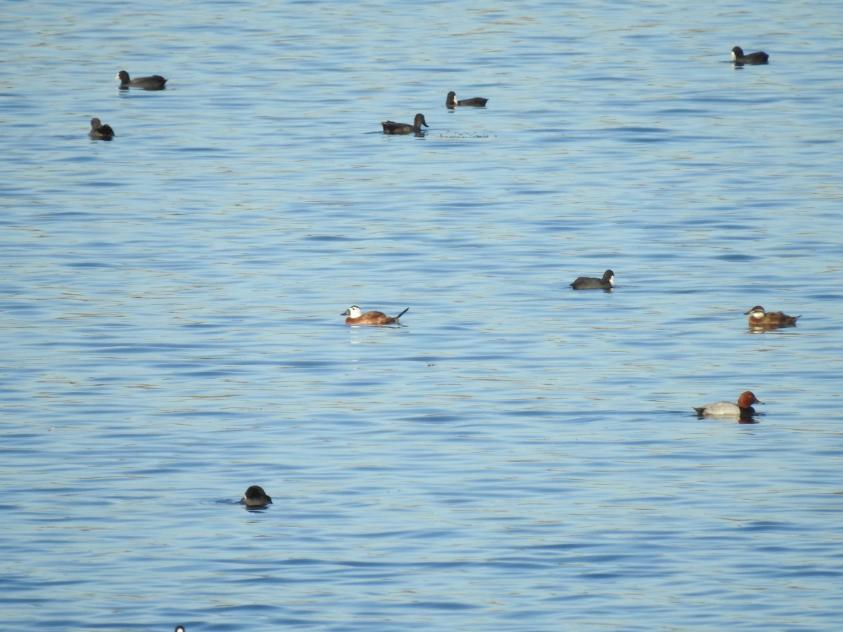White-headed Duck - ML644040619