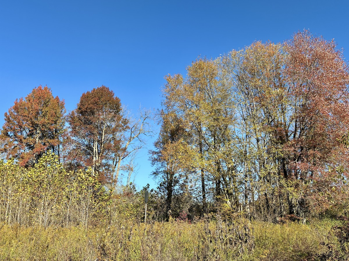 null - ML644040620