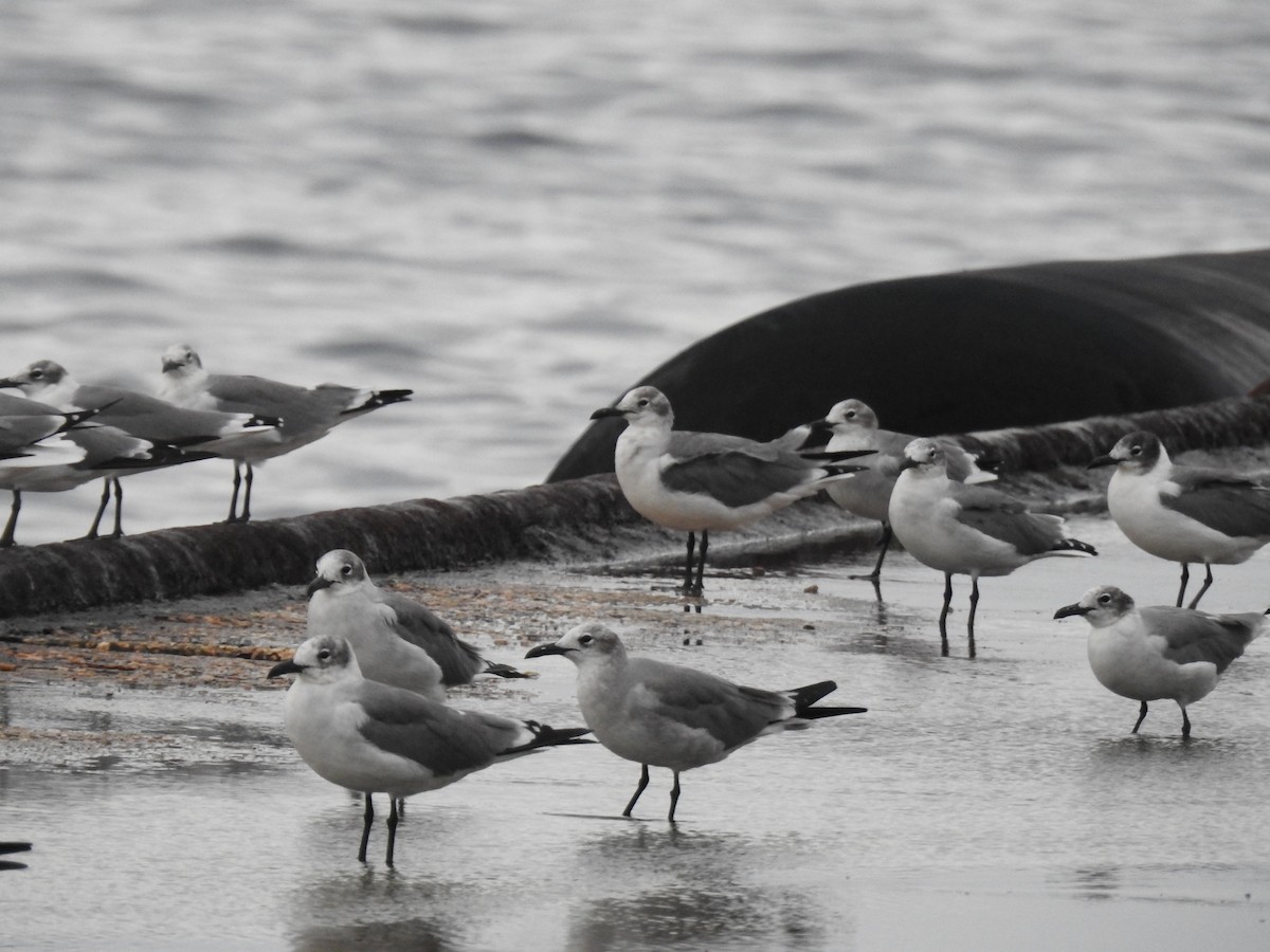 Laughing Gull - ML644040621