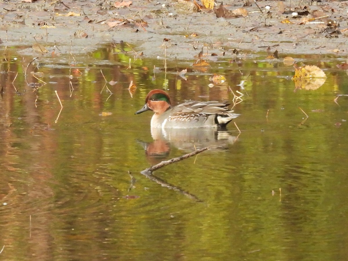 Green-winged Teal - ML644040624