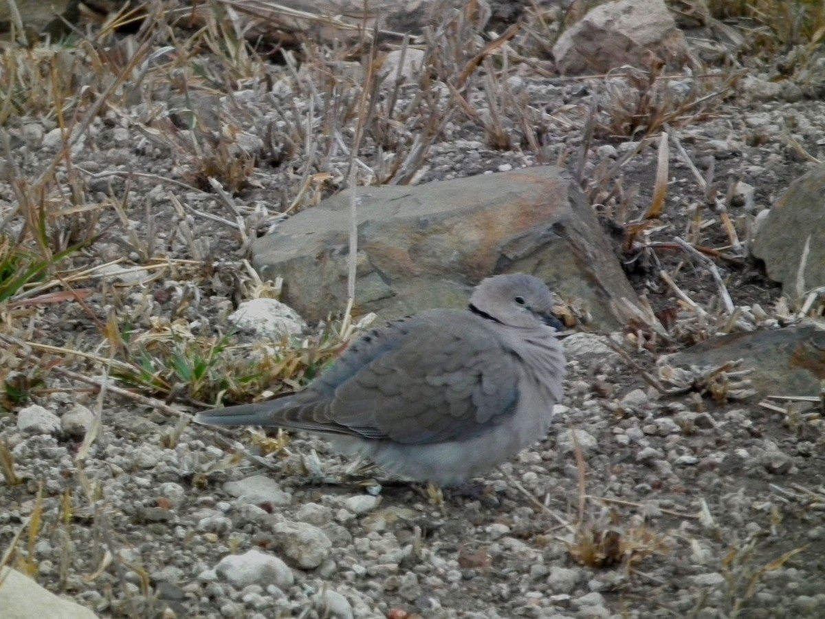 Ring-necked Dove - ML644040626