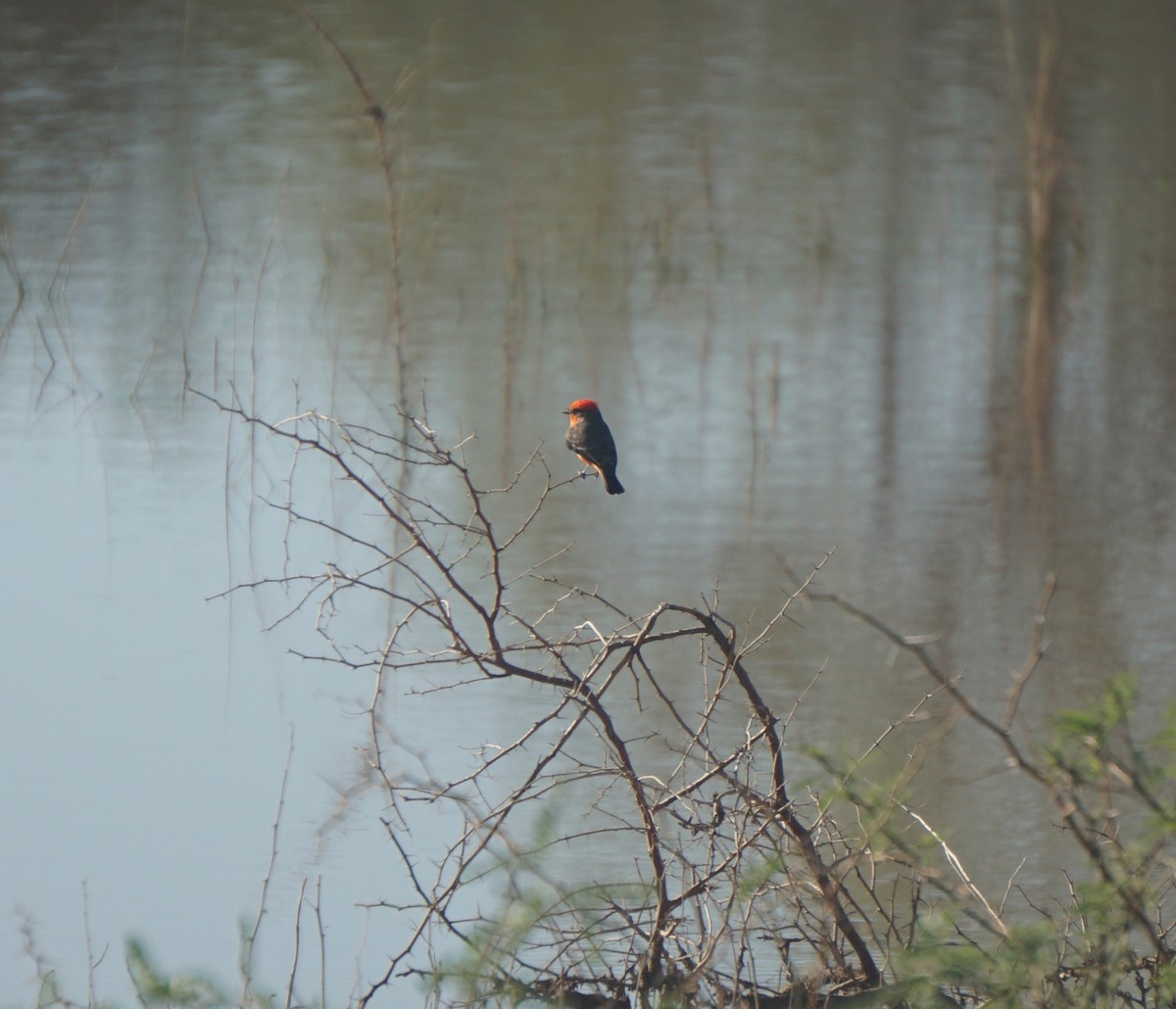 Vermilion Flycatcher - ML644040627