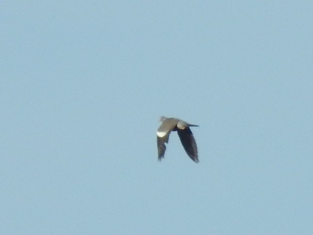 Common Wood-Pigeon - ML644040629