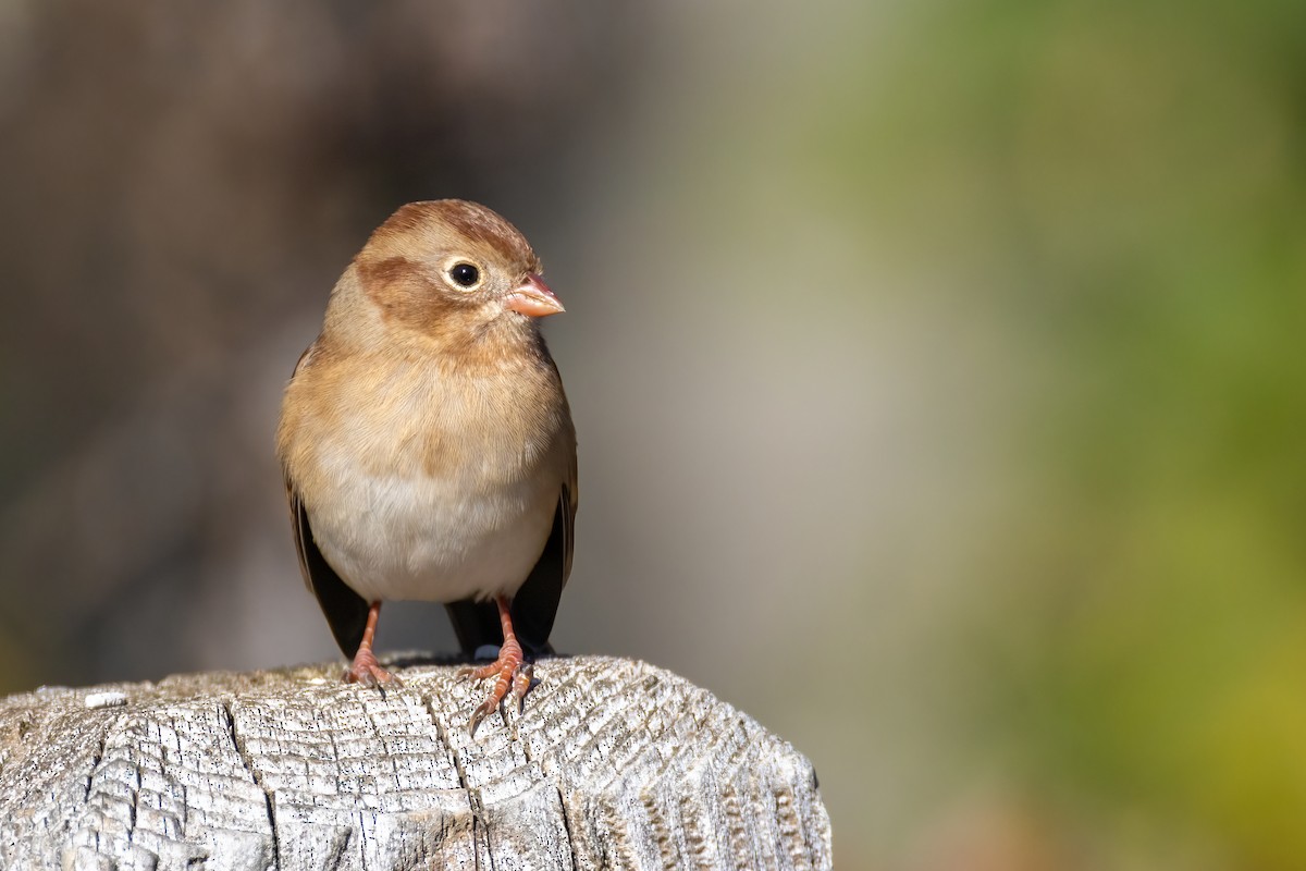 Field Sparrow - ML644040630