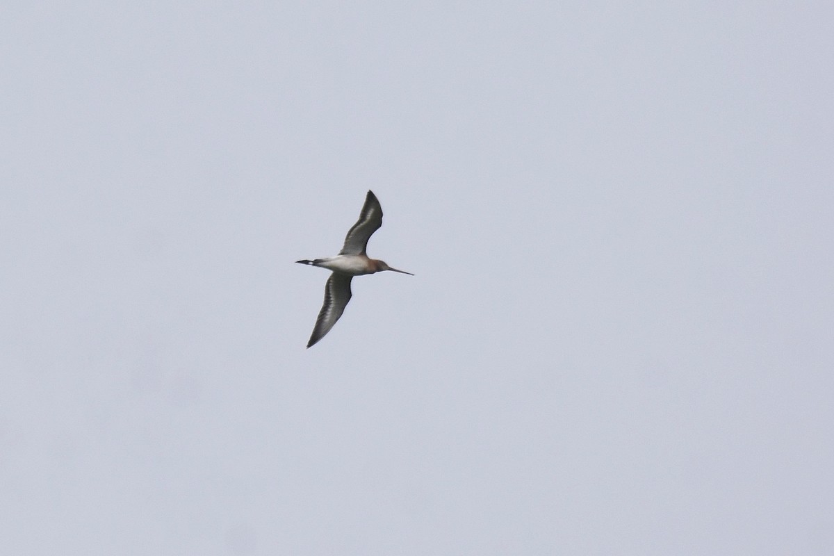 Black-tailed Godwit - ML644040633