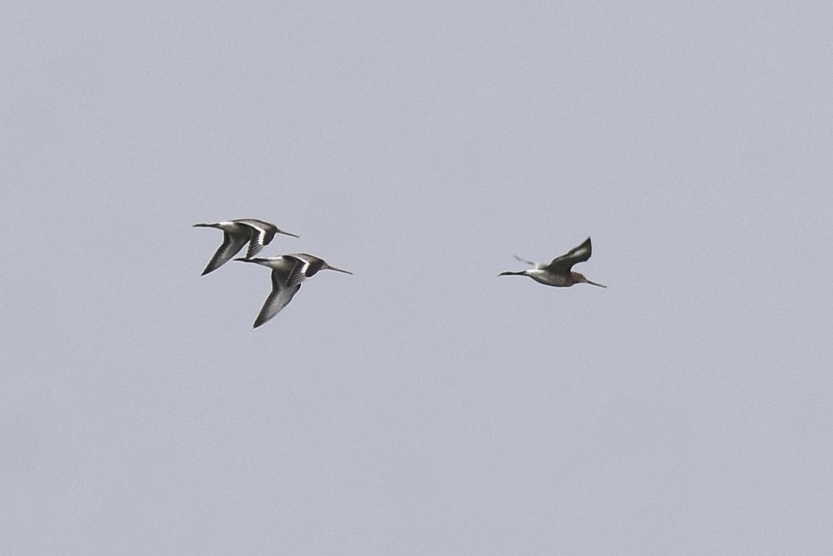 Black-tailed Godwit - ML644040634