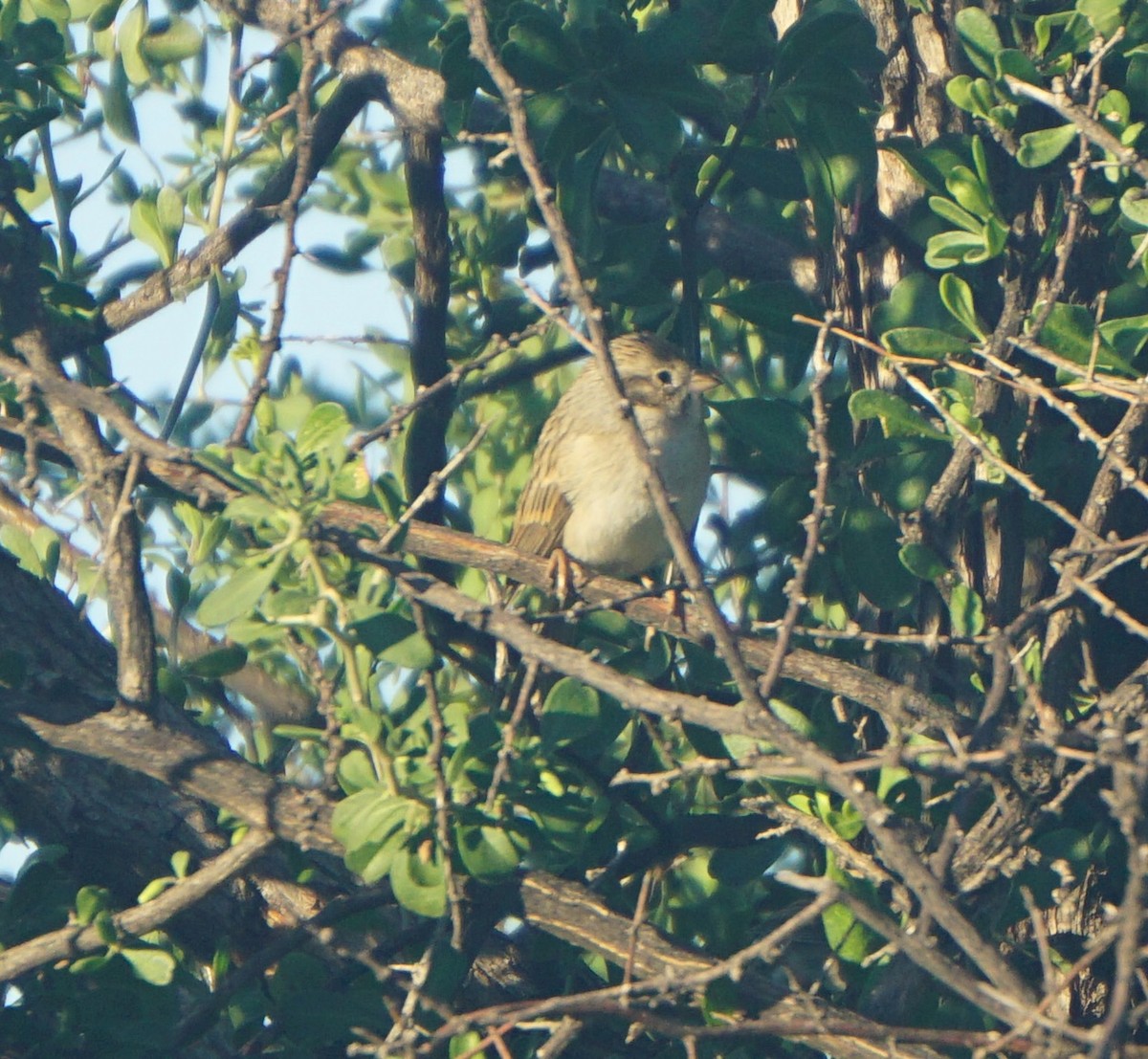 Brewer's Sparrow - ML644040637