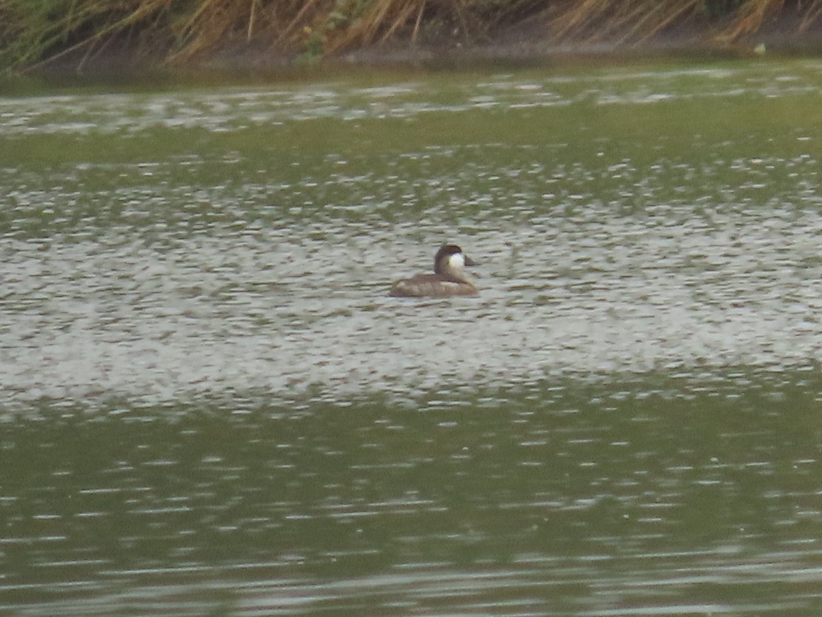 Ruddy Duck - ML644040655