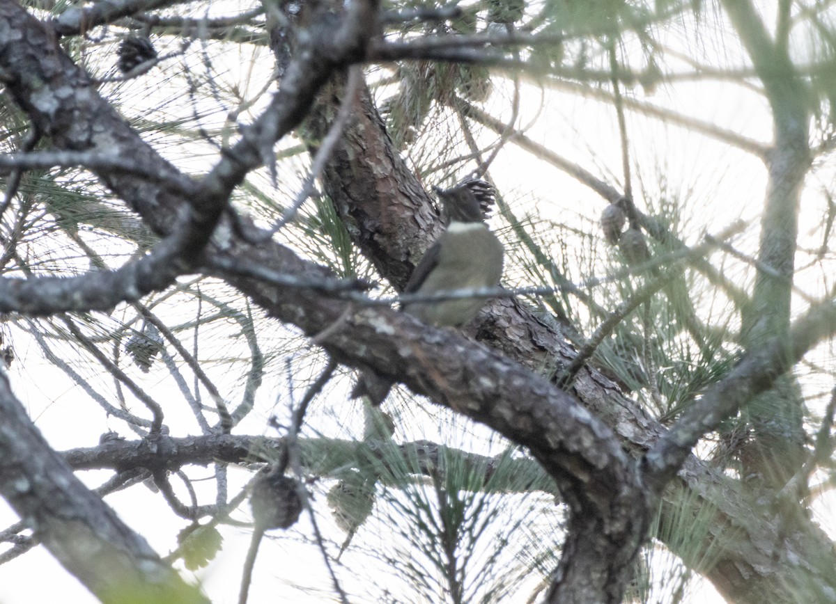White-throated Thrush - ML644040662