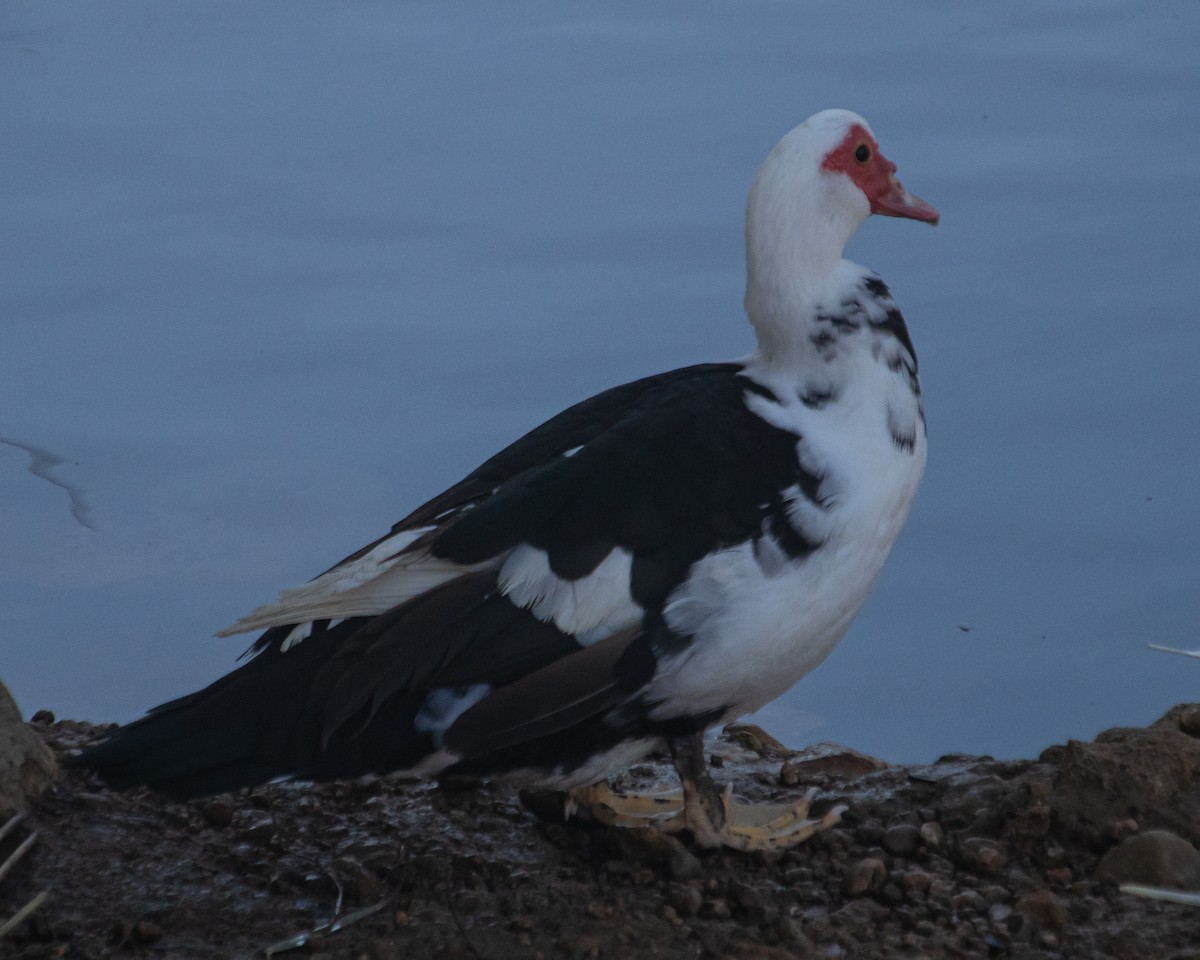 雑種 ノバリケン ｘ マガモ - ML644040664