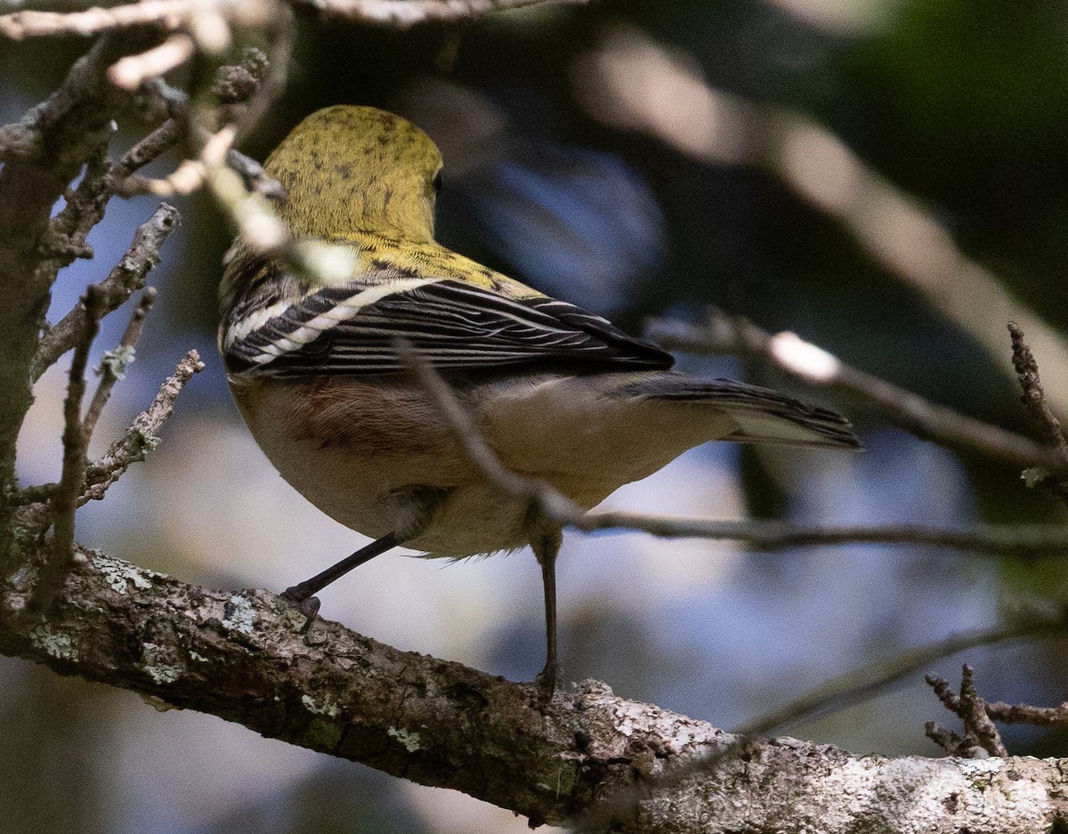 Bay-breasted Warbler - ML644040704