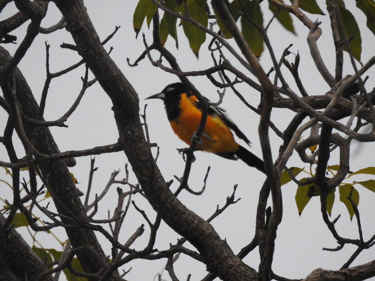 Venezuelan Troupial - ML644040705