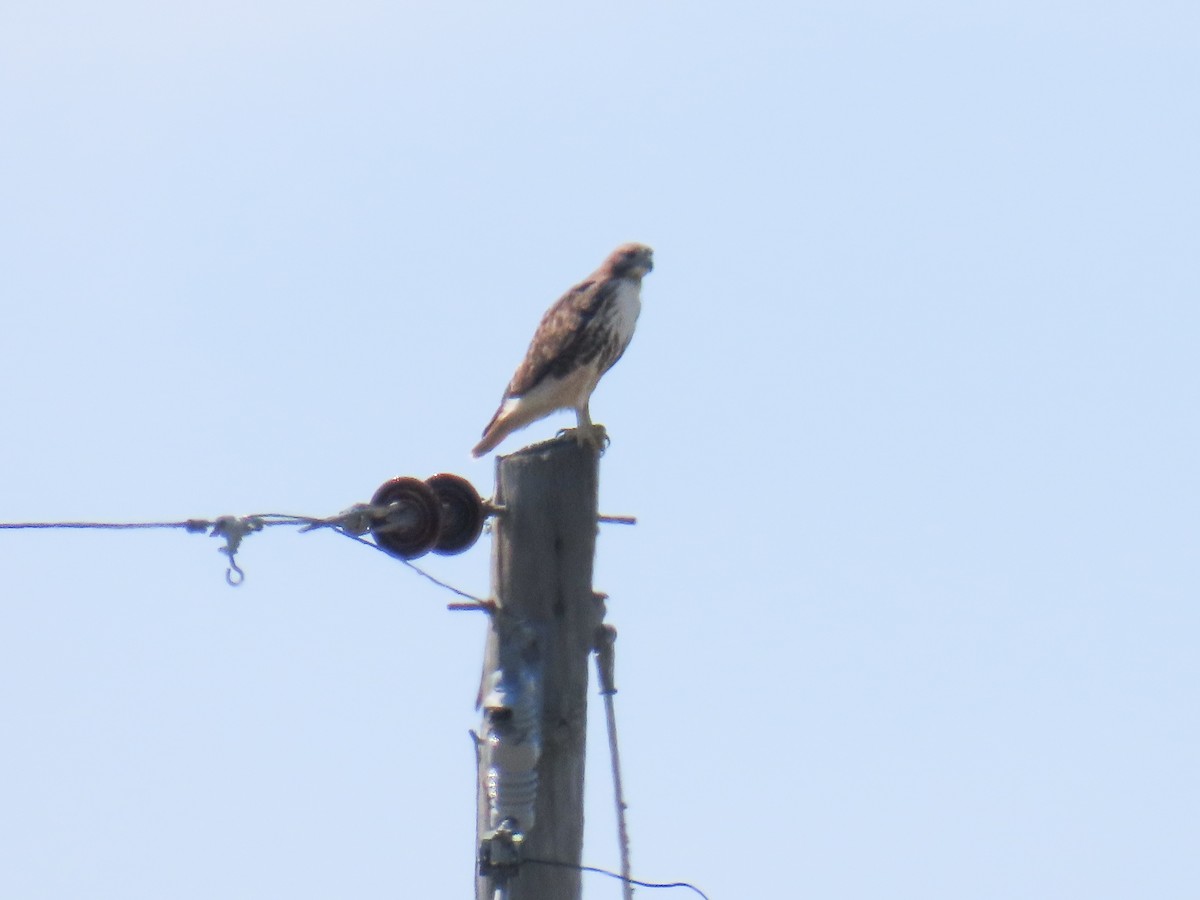 Red-tailed Hawk - ML644040706