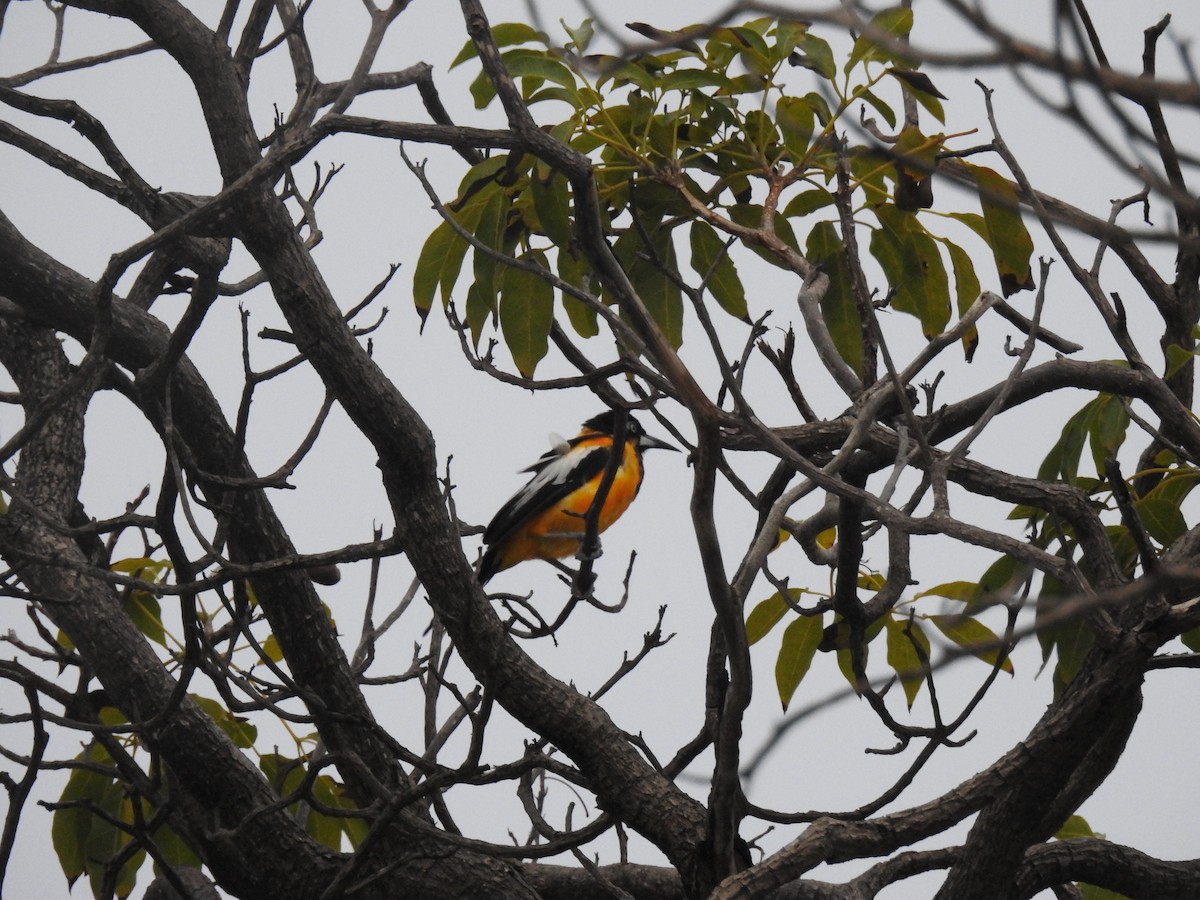 Venezuelan Troupial - ML644040709