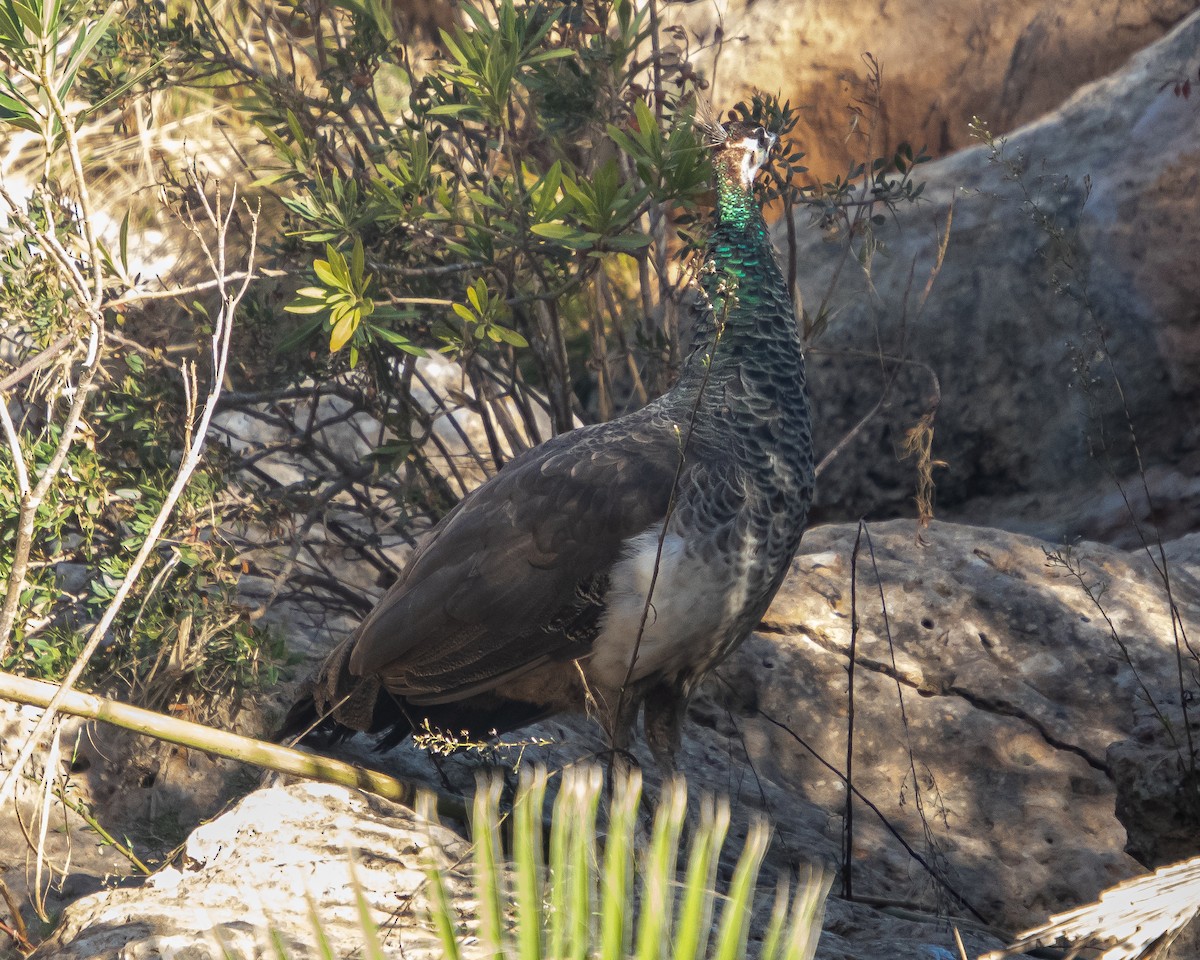 Indian Peafowl - ML644040711
