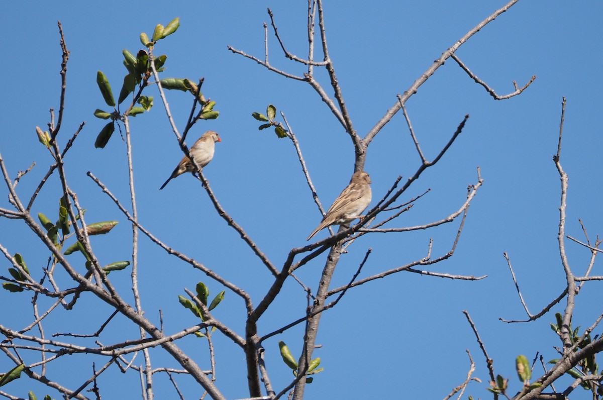 Pin-tailed Whydah - ML644040737
