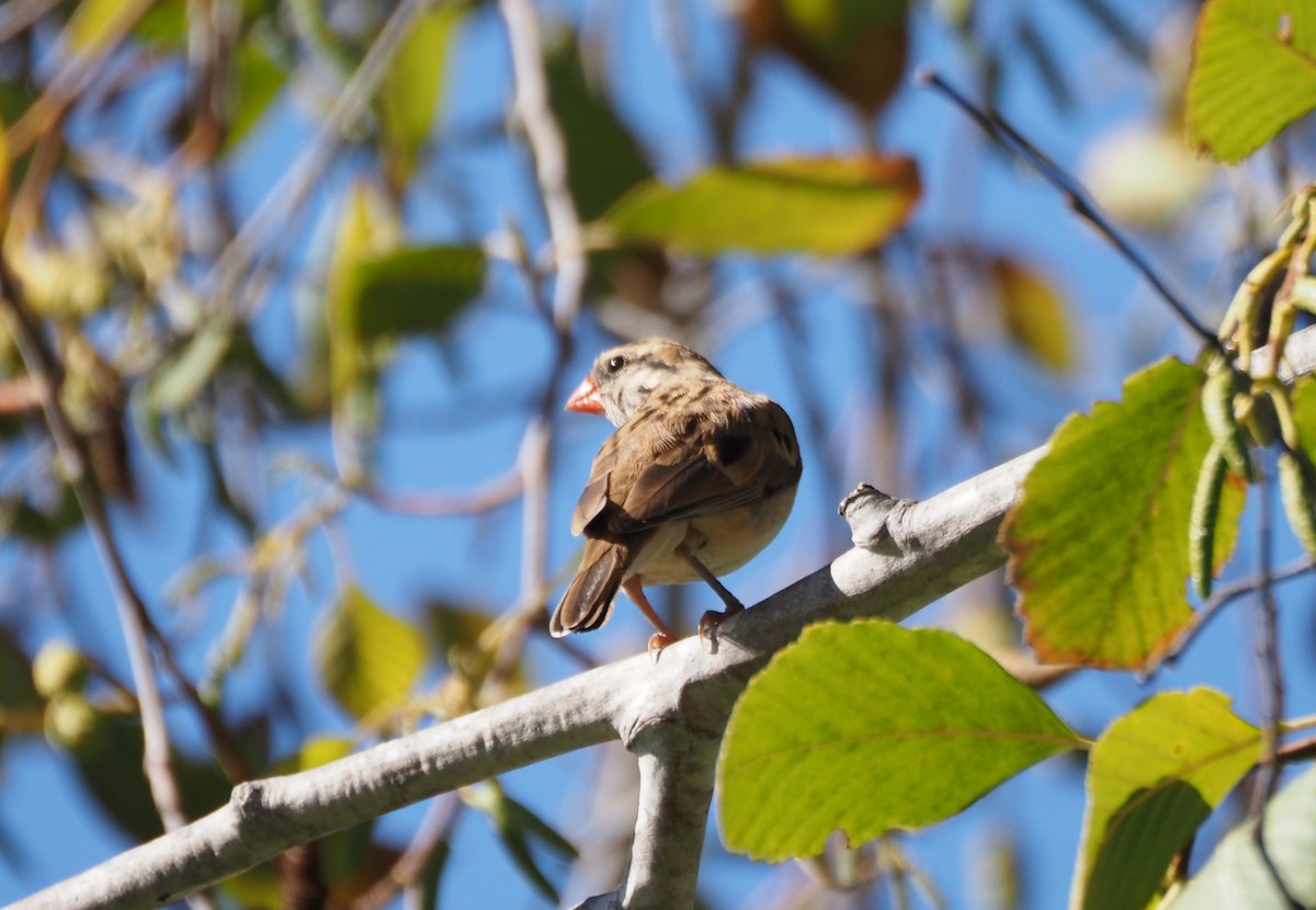 Pin-tailed Whydah - ML644040738