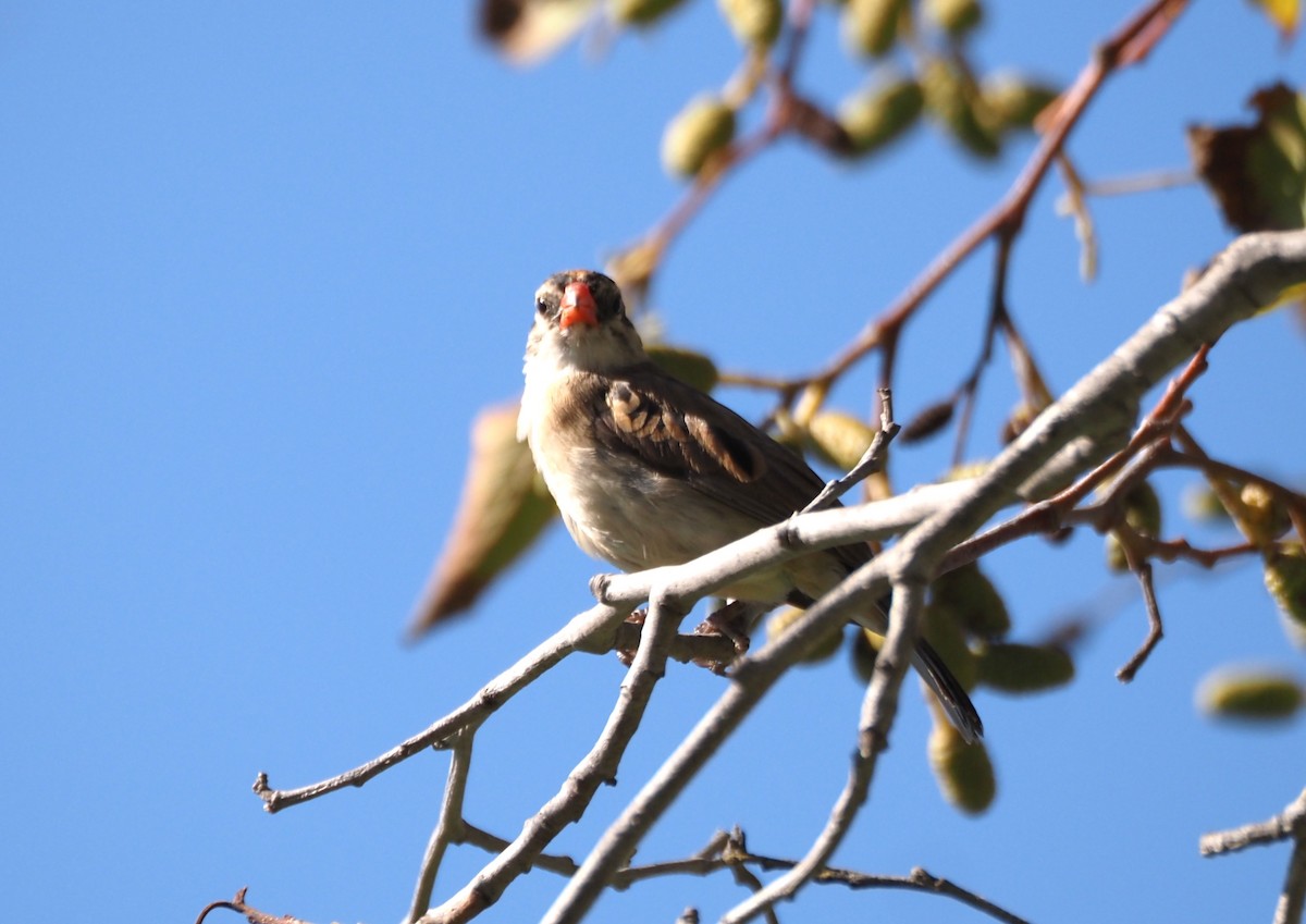 Pin-tailed Whydah - ML644040739
