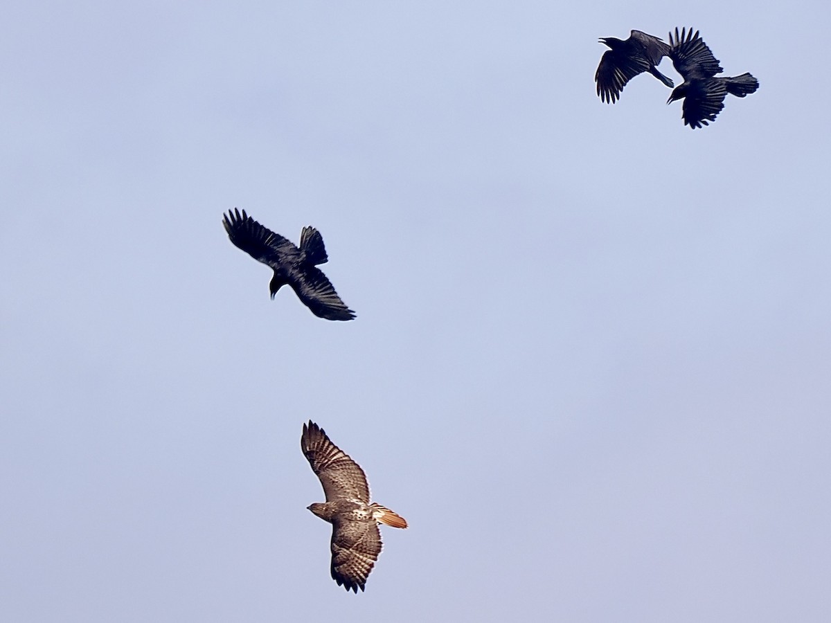 Red-tailed Hawk - ML644040762