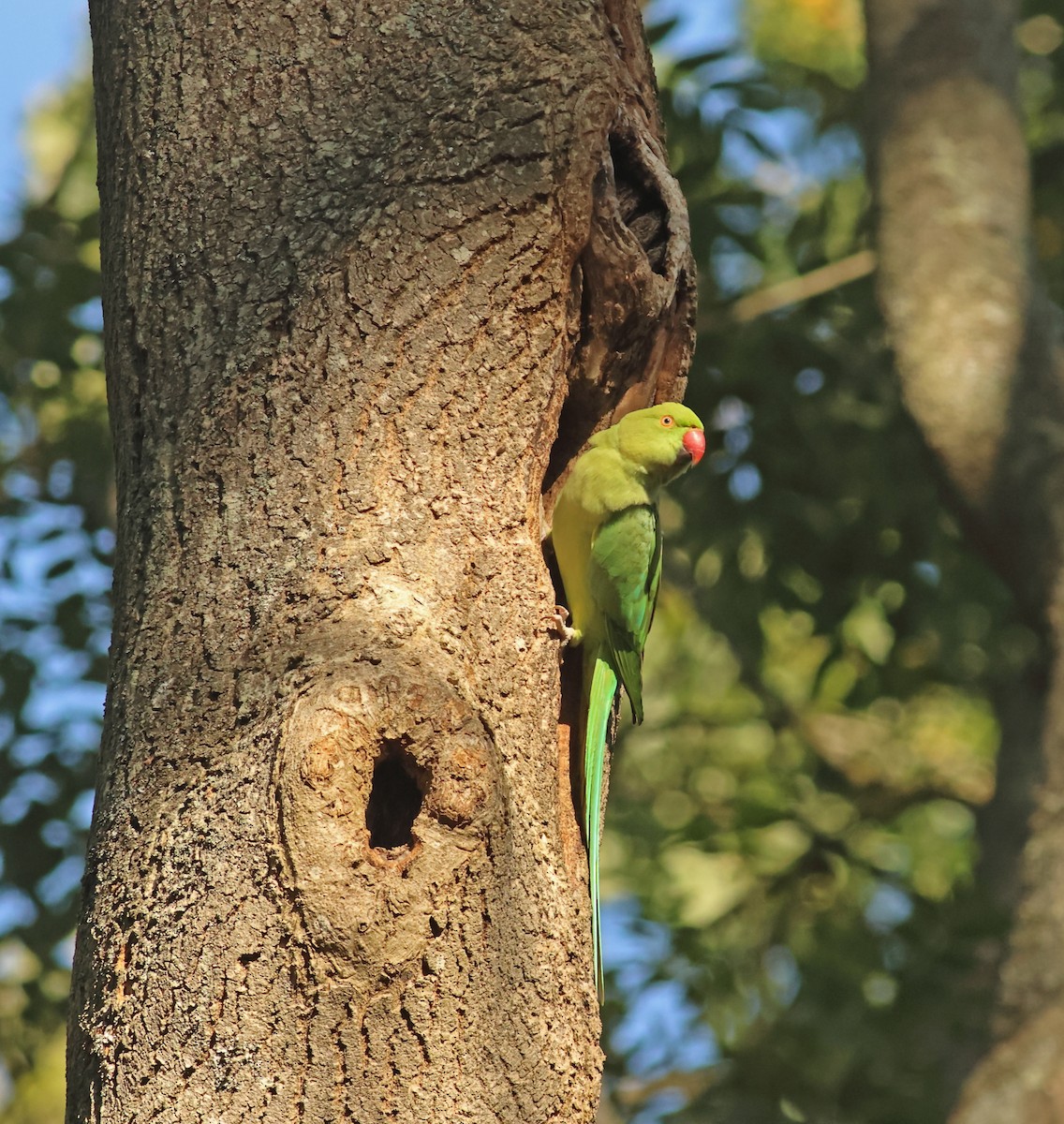 Rose-ringed Parakeet - ML644040763