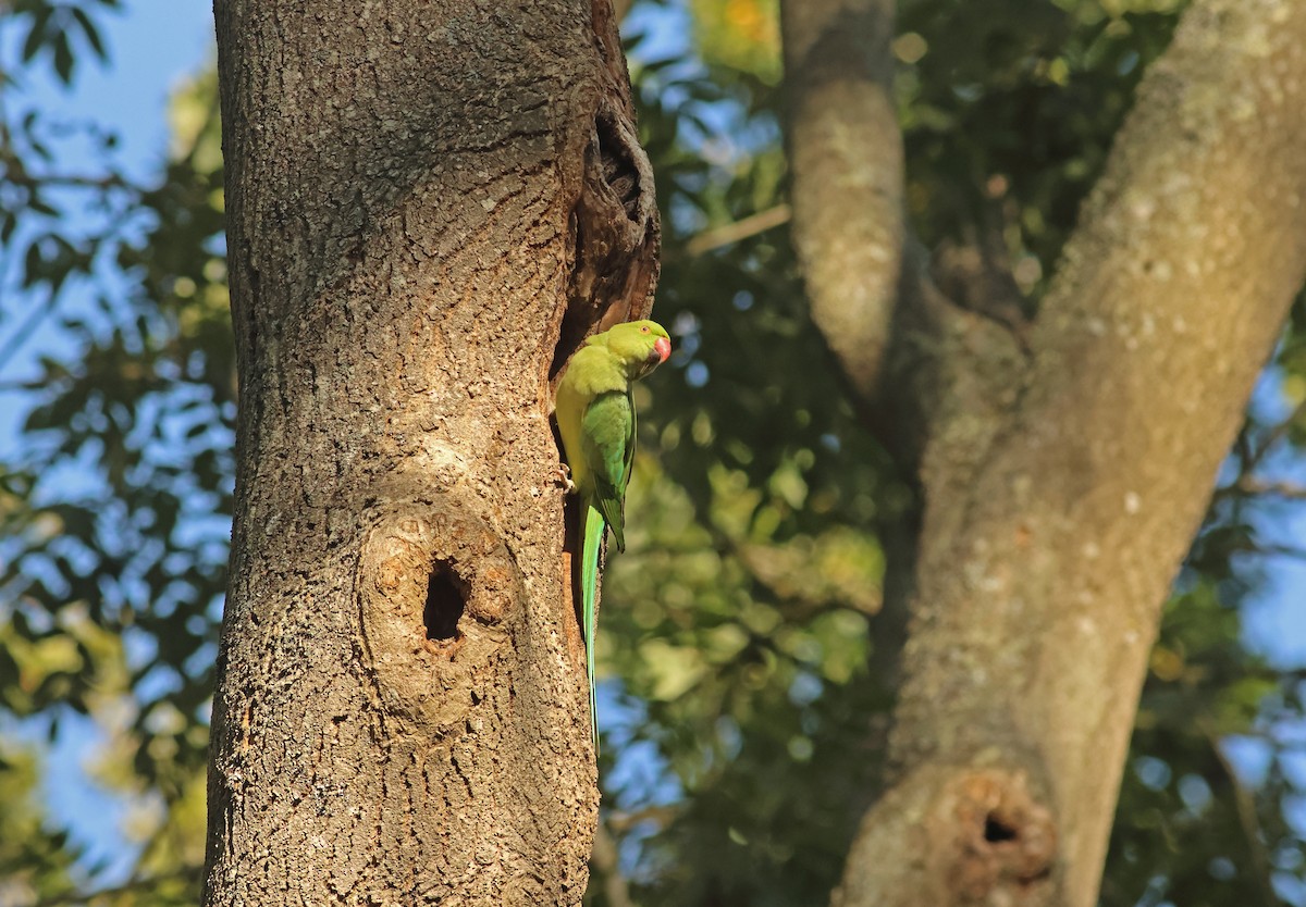 Rose-ringed Parakeet - ML644040764