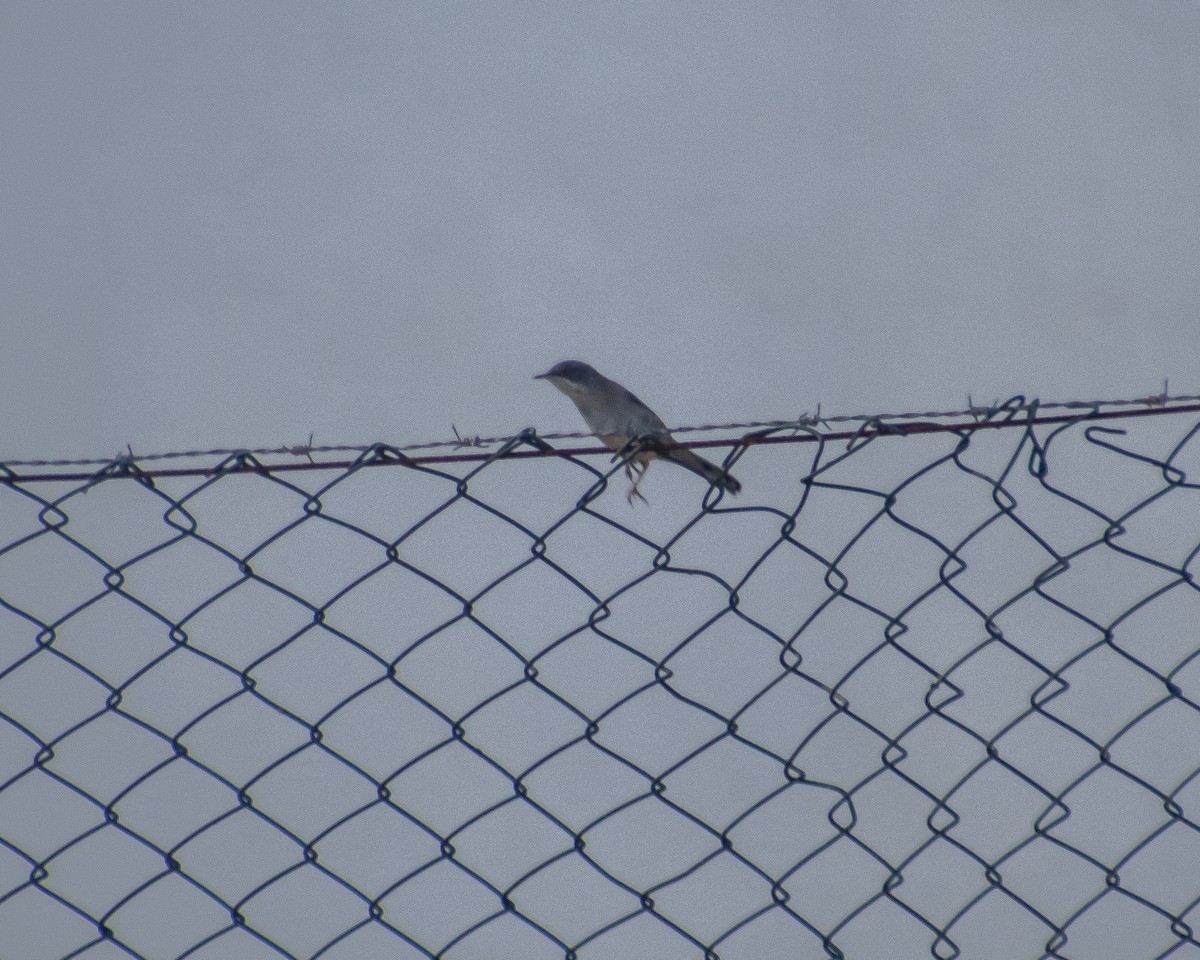 Balearic Warbler - ML644040767