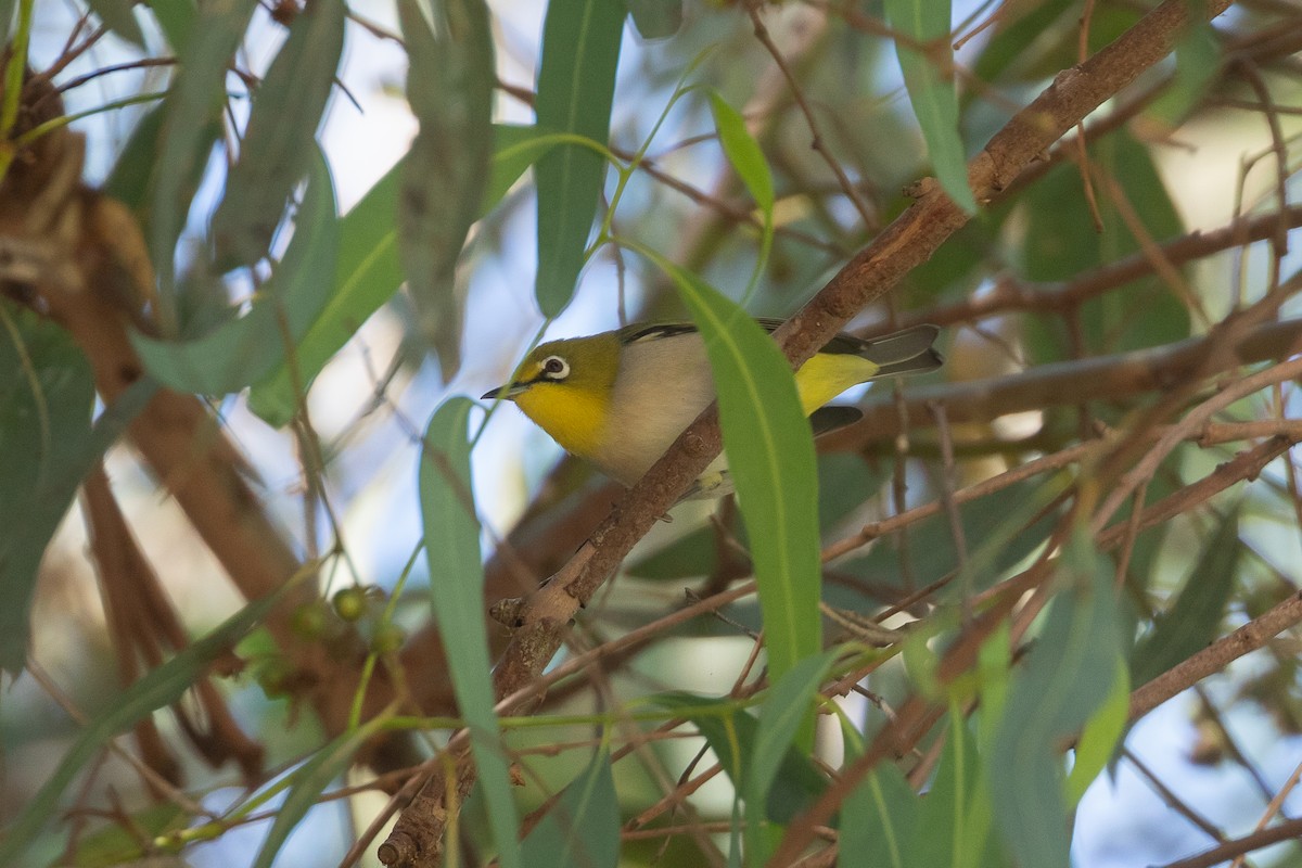 Swinhoe's White-eye - ML644040784