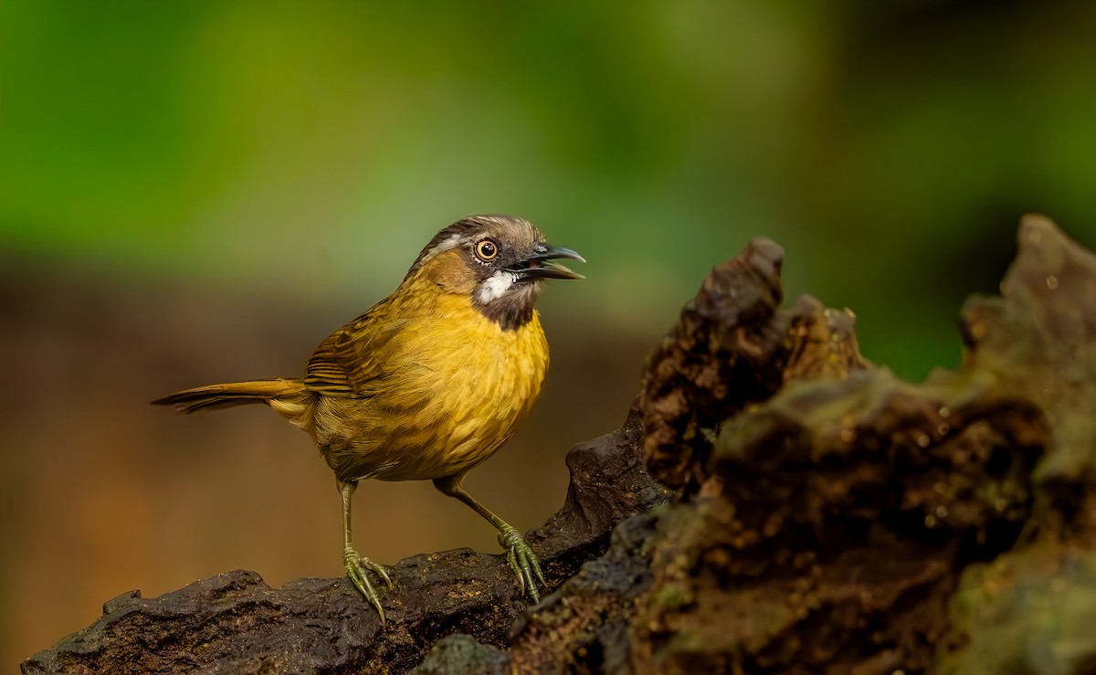 Gray-throated Babbler - ML644040785