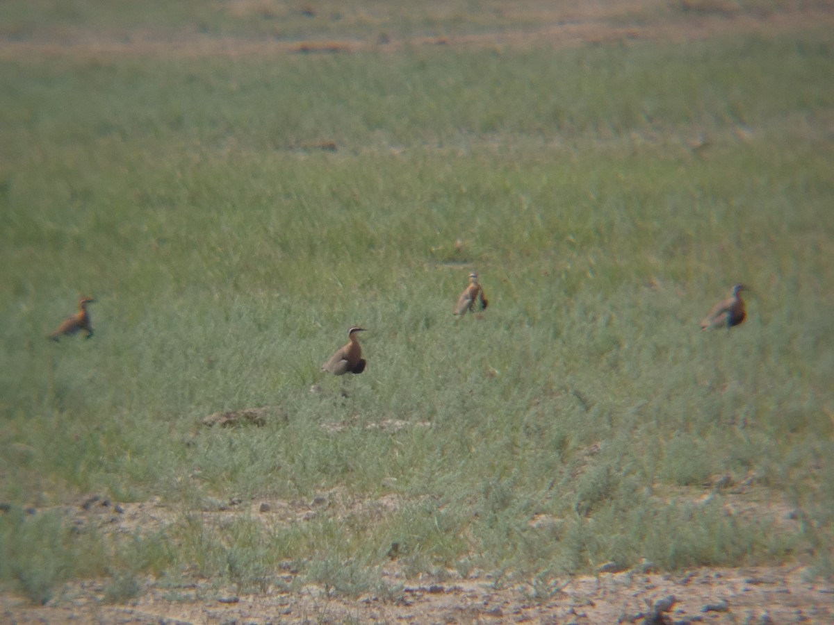 Indian Courser - ML644040786