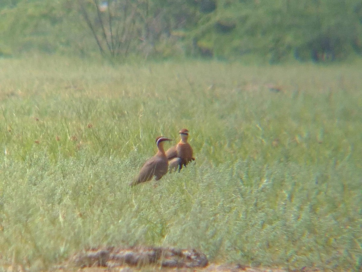 Indian Courser - ML644040787