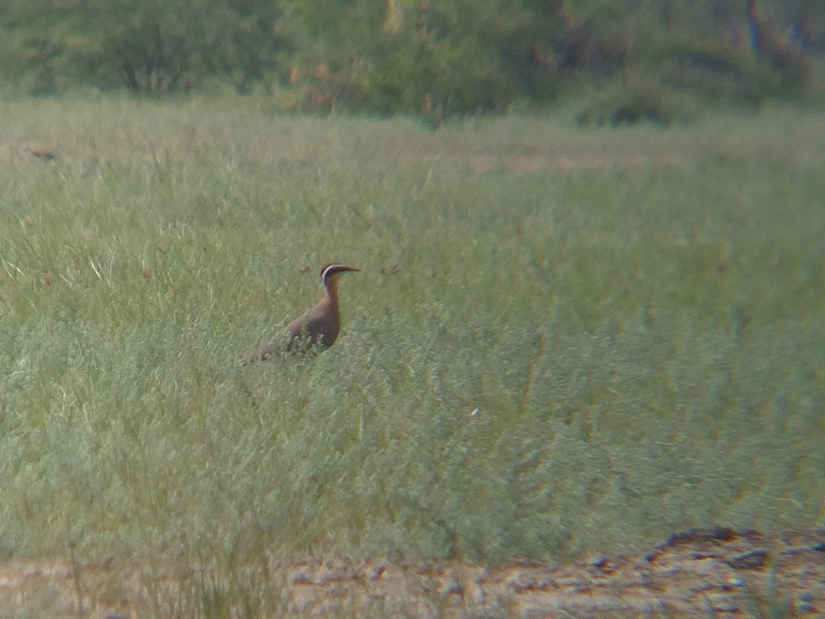 Indian Courser - ML644040788