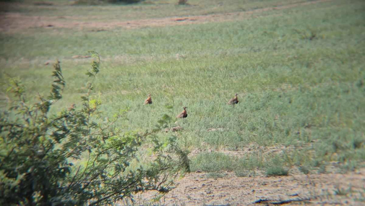 Indian Courser - ML644040789
