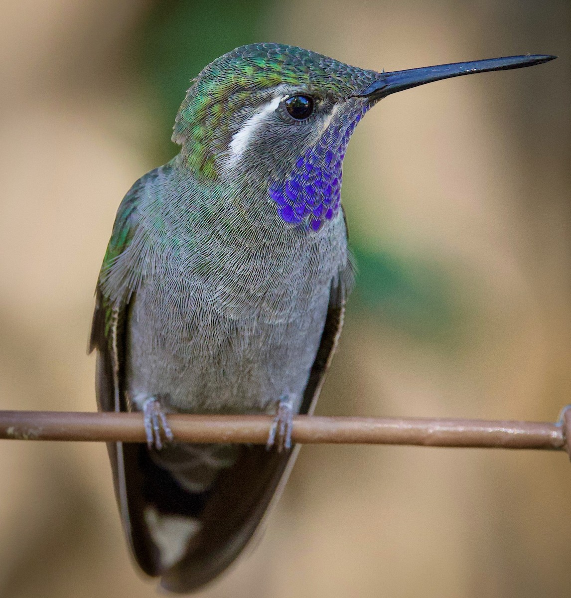 Blue-throated Mountain-gem - ML644040790