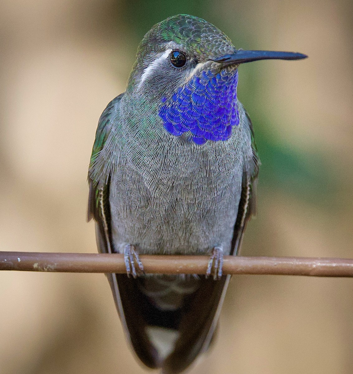 Blue-throated Mountain-gem - ML644040791