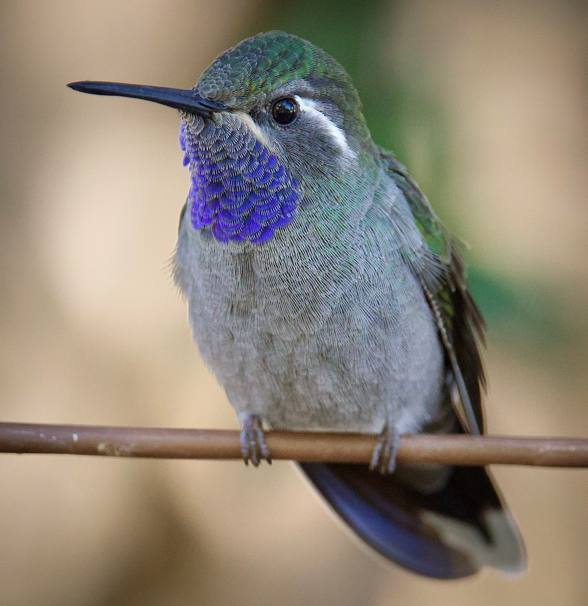 Blue-throated Mountain-gem - ML644040792
