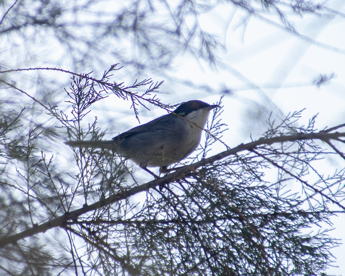 Sardinian Warbler - ML644040793