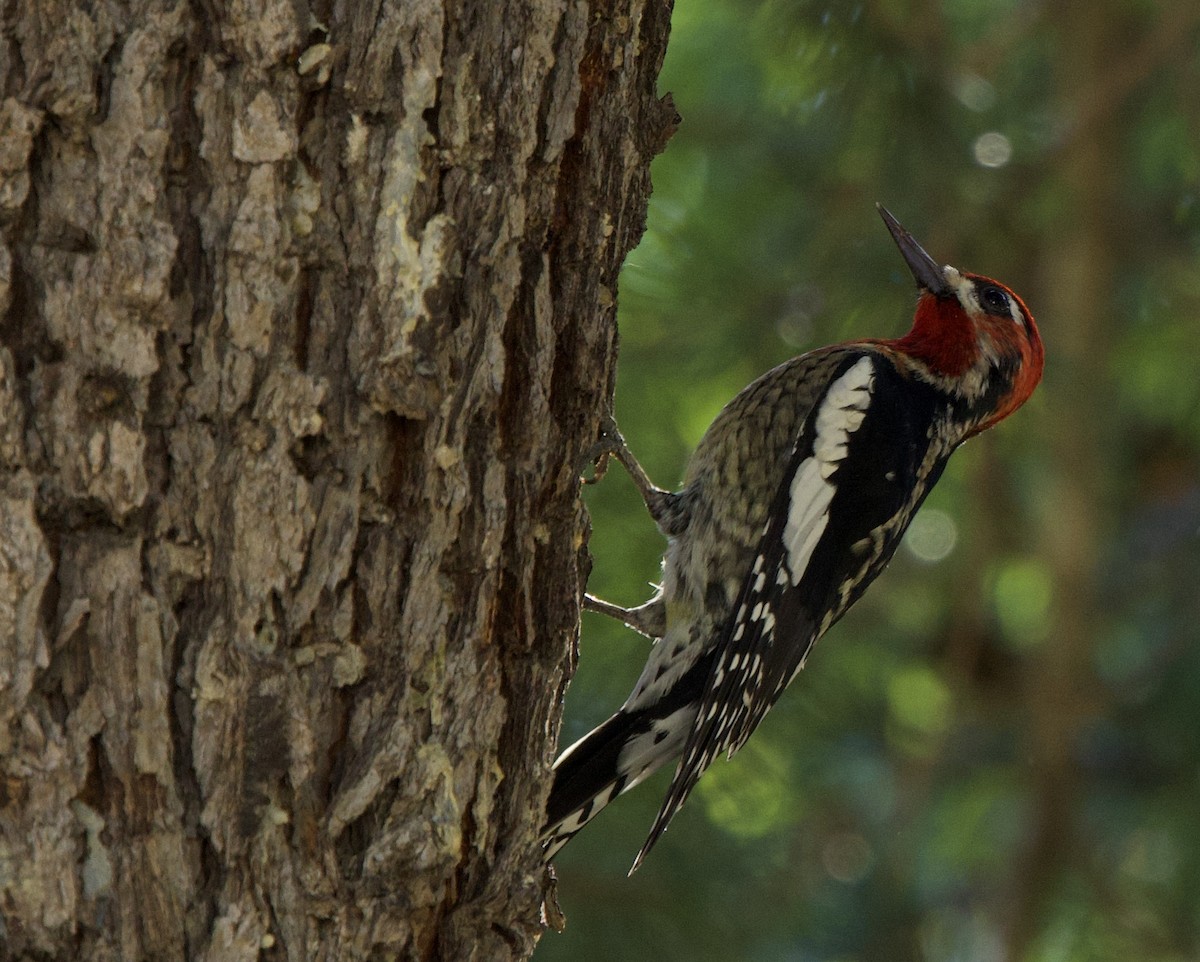 Red-breasted Sapsucker - ML644040796